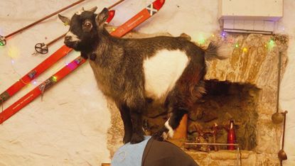 Goat pilates