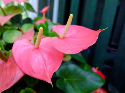 Pretty Houseplant With Pink Leaves