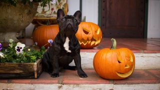 Best Halloween dog collars: Black French Bulldog sat on steps surrounded by carved pumpkins