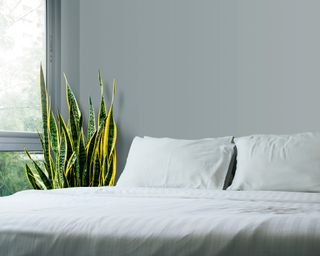 sansevieria trifasciata or Snake plant in a bright neutral bedroom