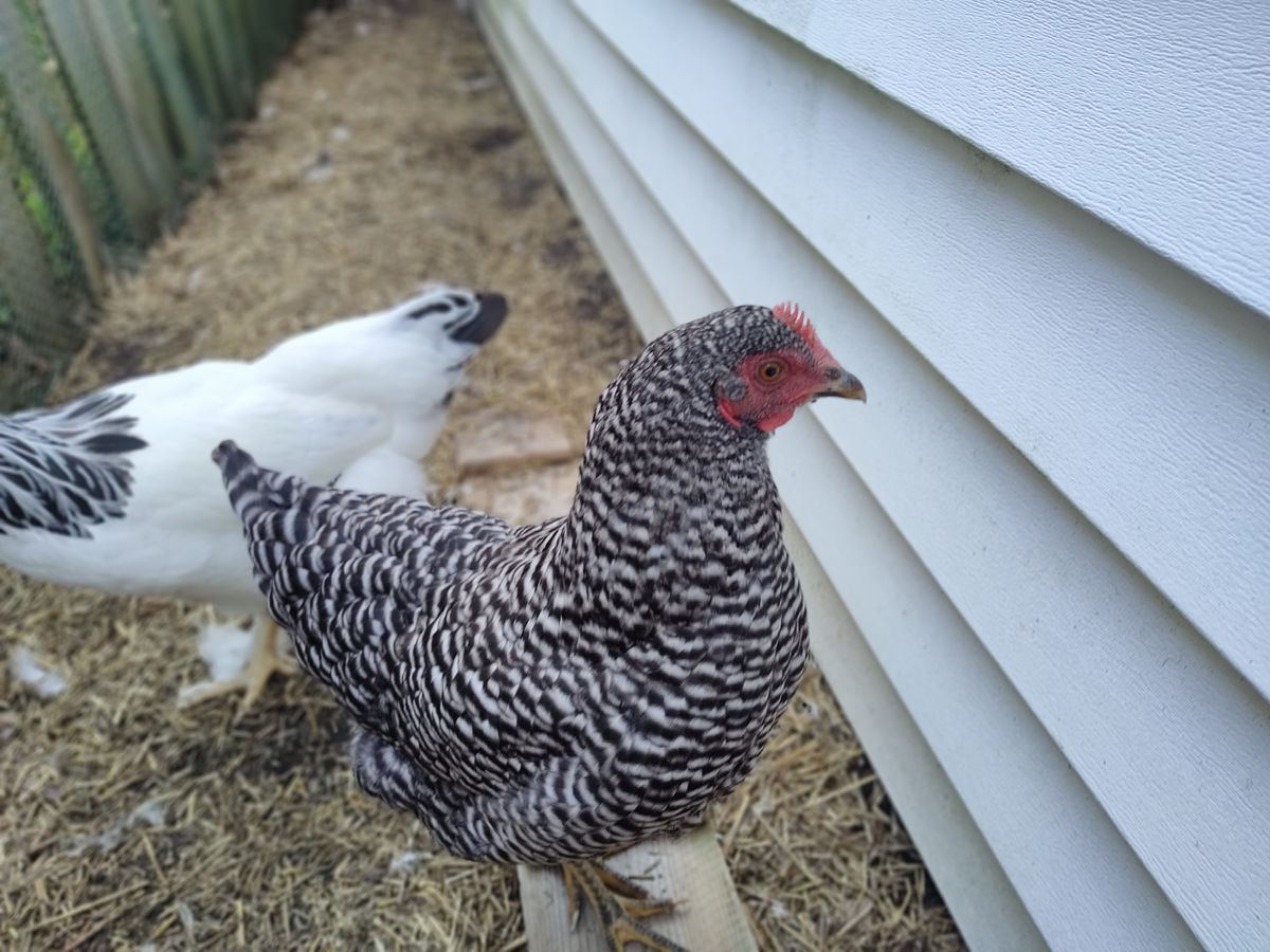 TCL 20 Pro 5G camera samples