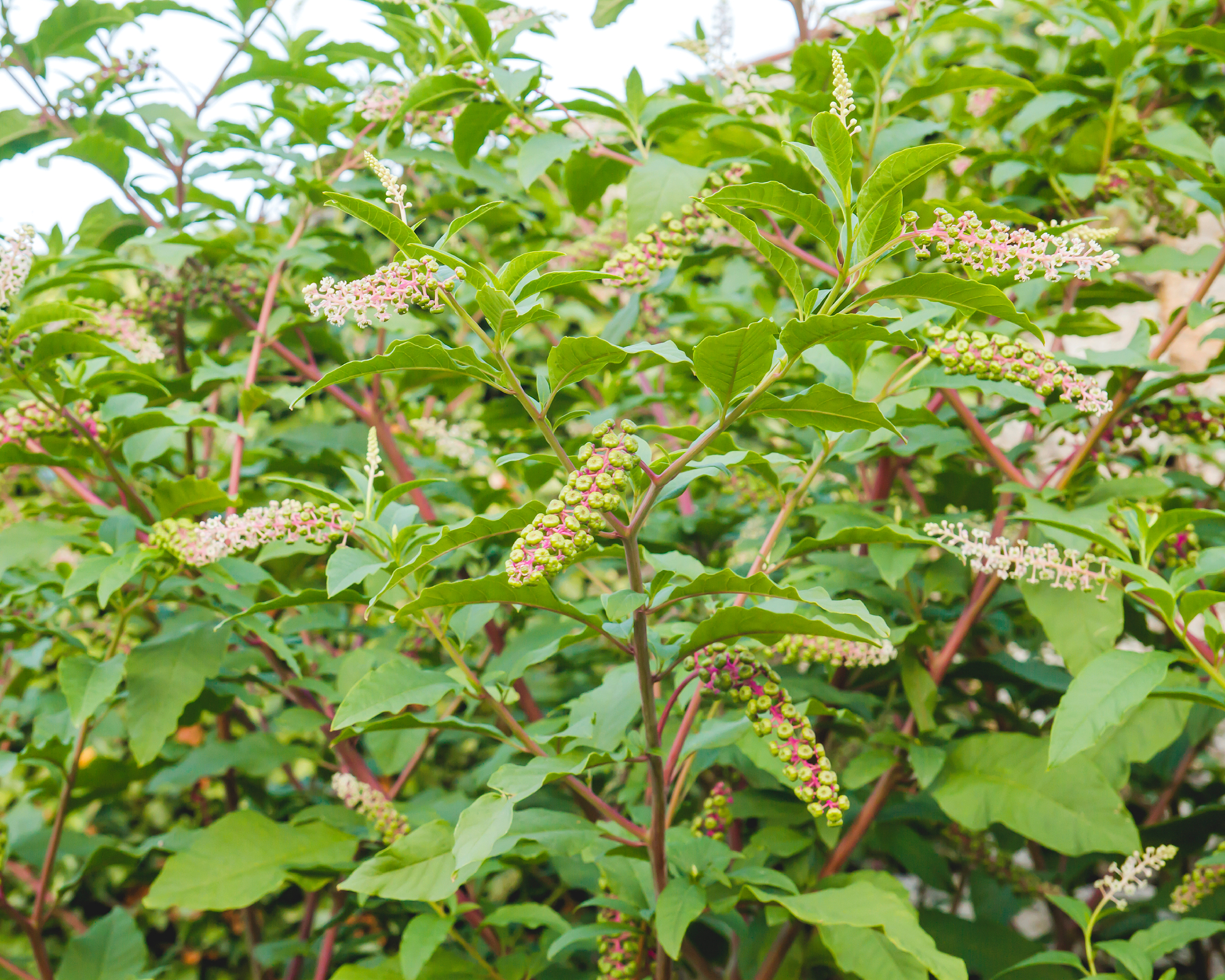 Pokeweed plants