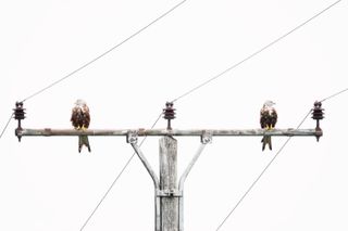 GDT Nature Photographer of the Year 2023 winning photo of two kites on a telegraph pole