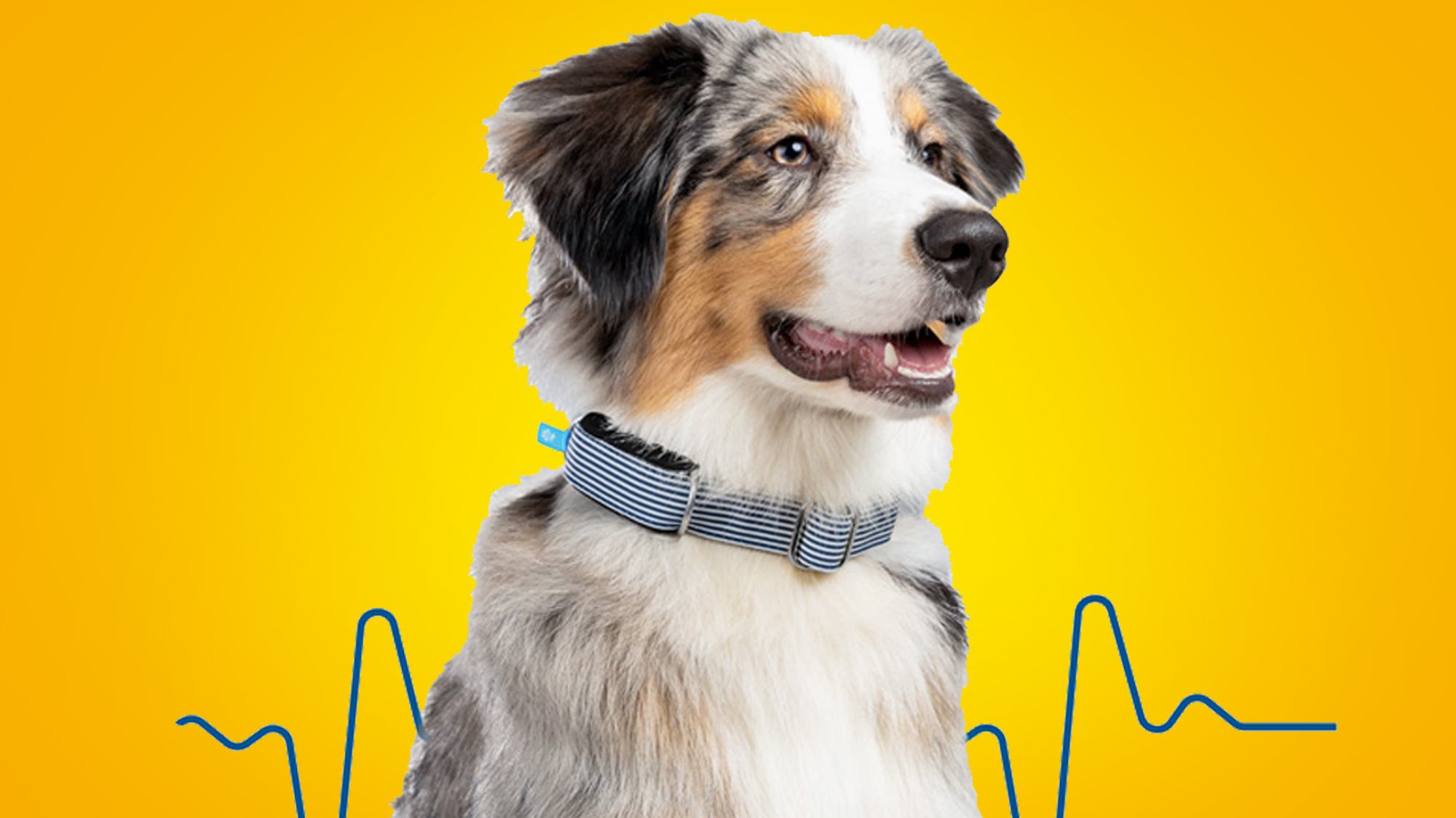A dog wearing the Invoxia Minitailz Smart Pet Tracker