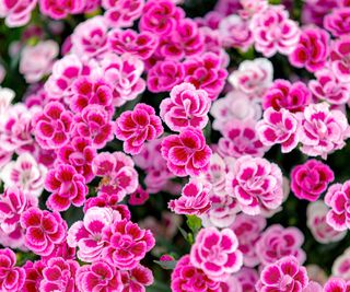 pink dianthus in full bloom