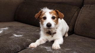 A jack russell dog has shed hair on a sofa