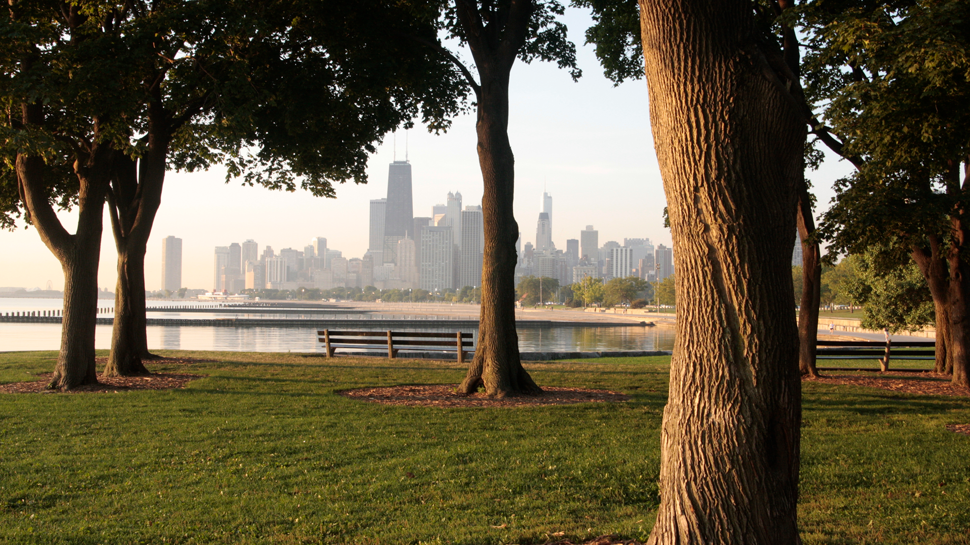 Four trees in a green park with a bench overlooking the city of Chicago.