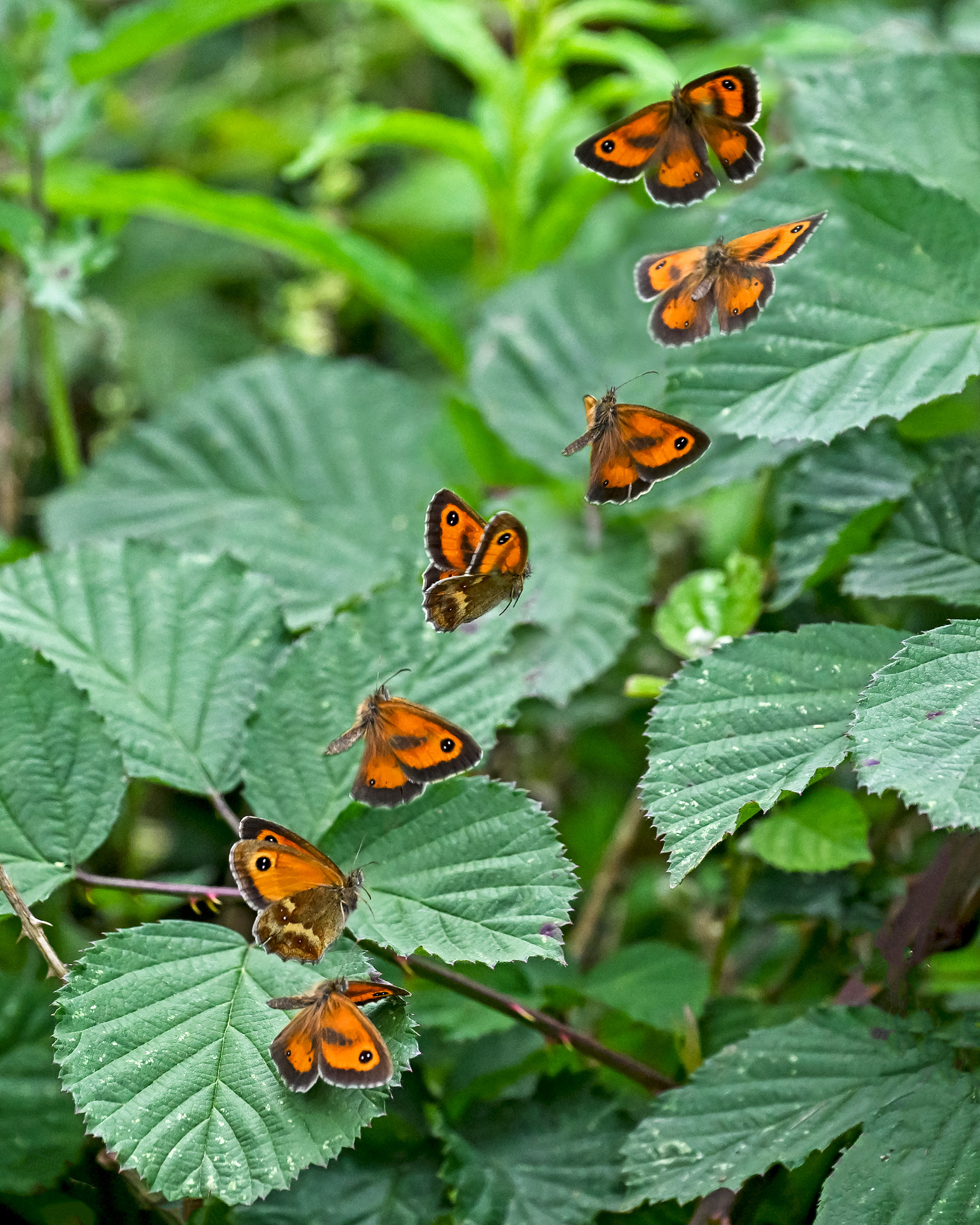 Multiplicity by Nigel A Ball of a butterfly taking off, depicting seven stages of flight against a backdrop of green leaves 