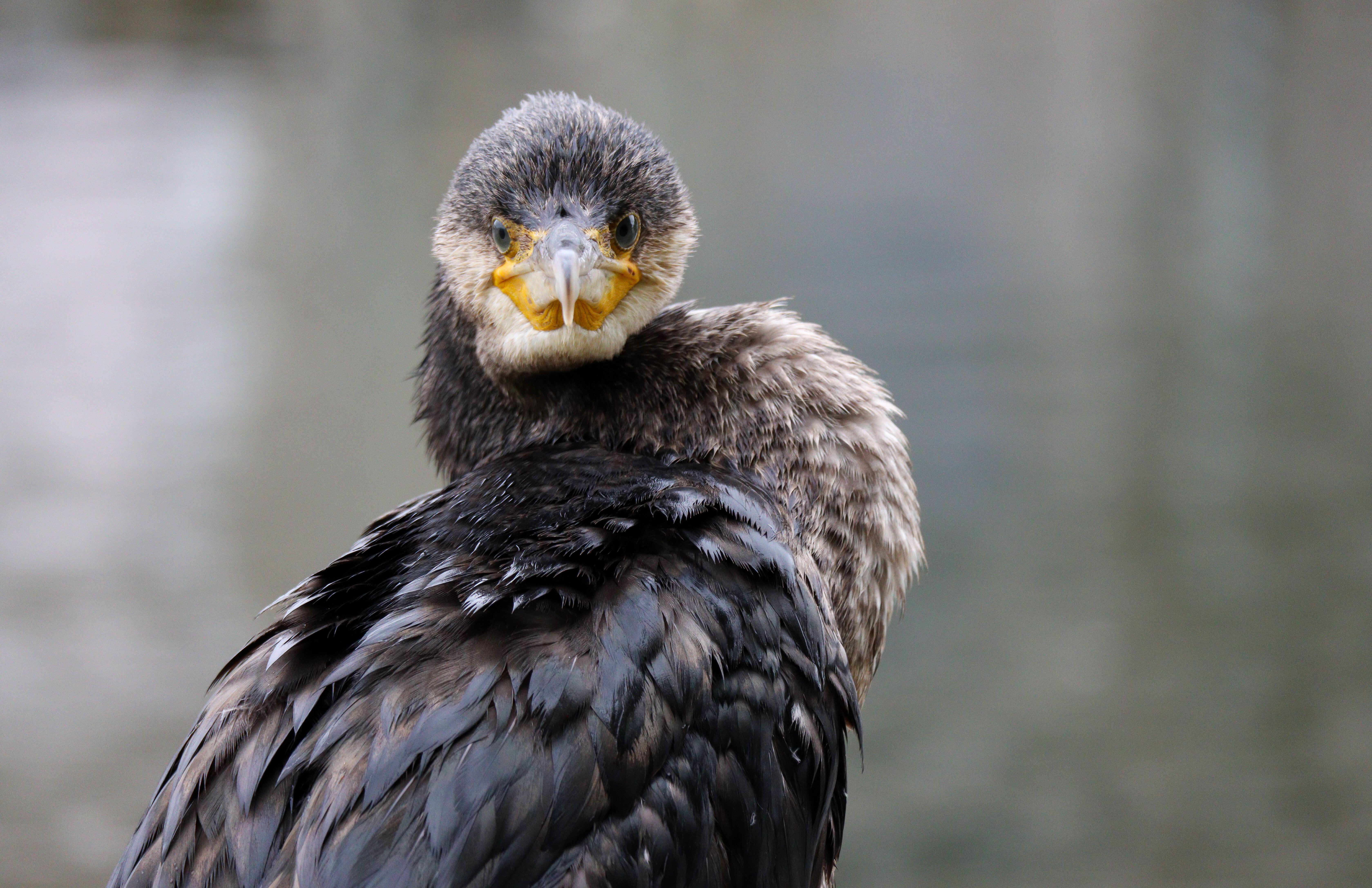 Cormorant