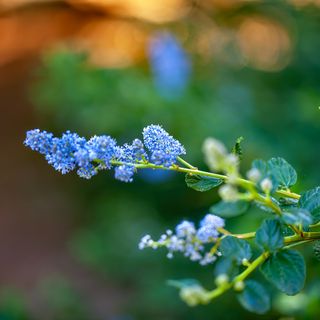 Ceanothus or California lilac flowers against blurred background