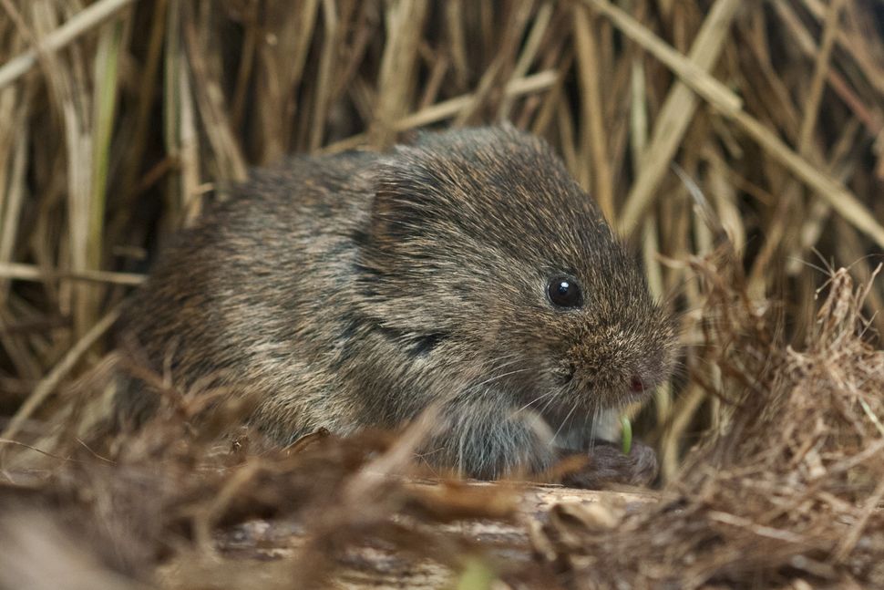 In Photos: Adorable Voles | Cute Animals | Live Science