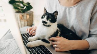 Tuxedo cat sitting on woman's lap looking at laptop