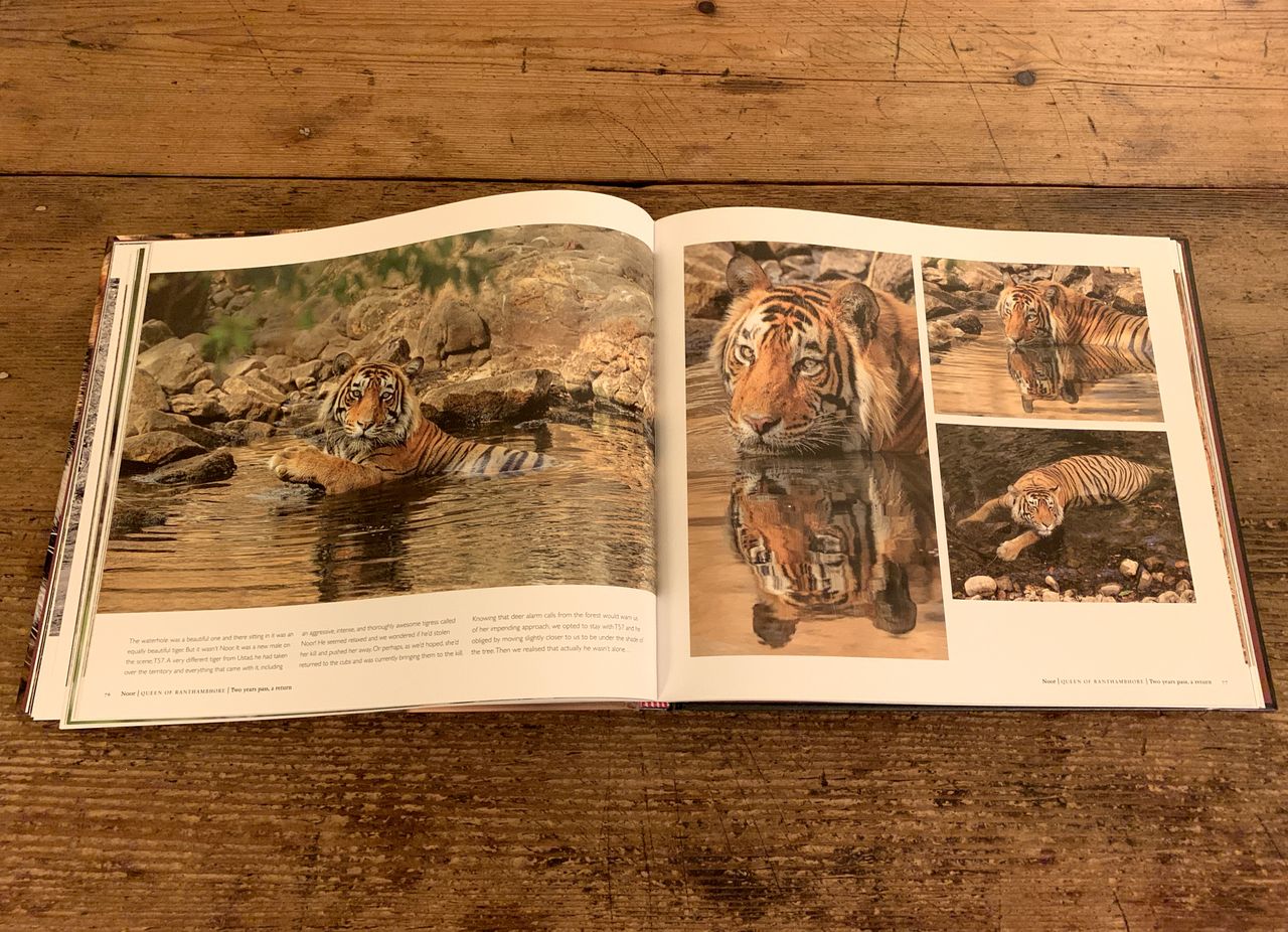 Photograph of pages 76-77 of Noor Queen of Ranthambhore by Andy Rouse
