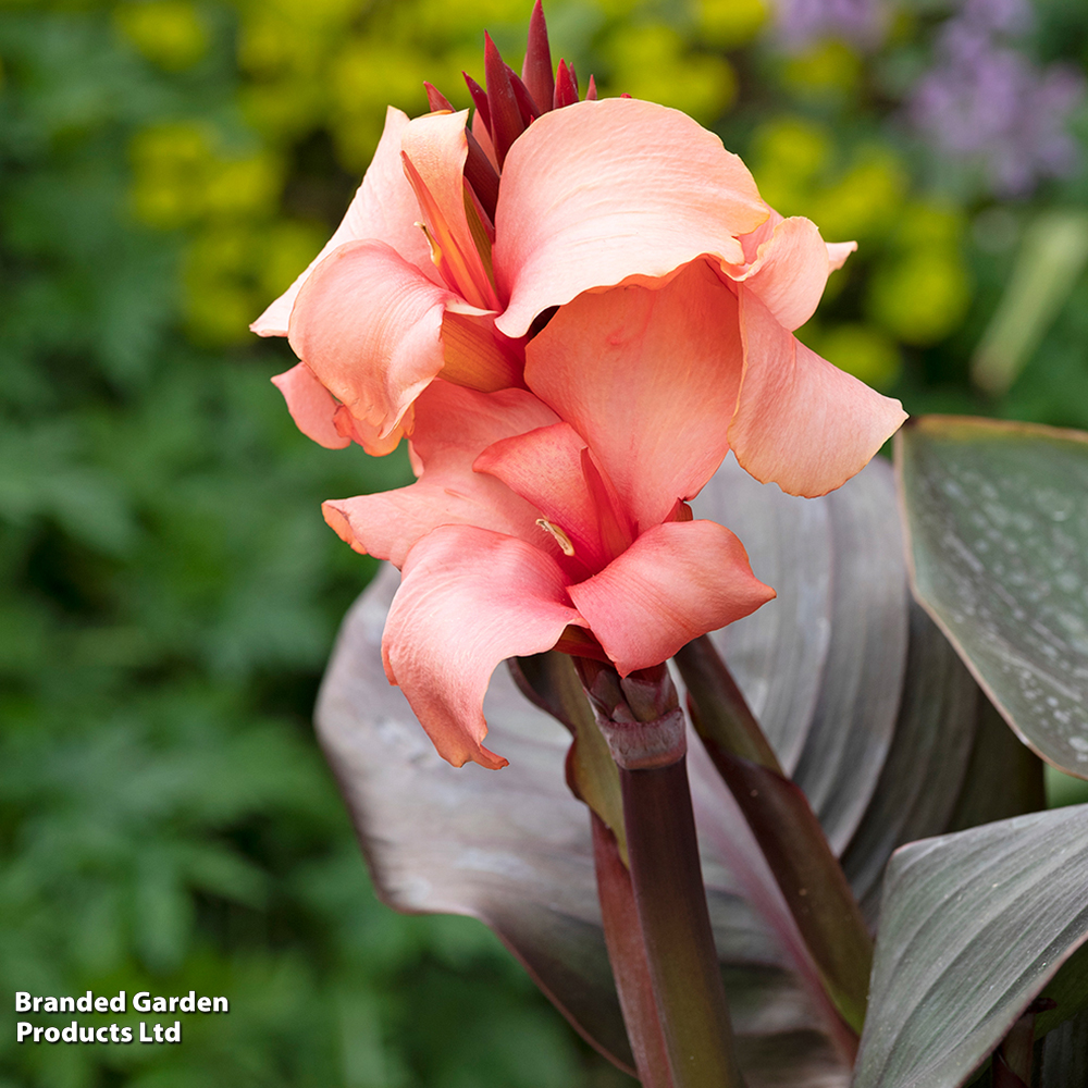 Canna X Generalis 'cannova Bronze Peach'