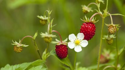 Alpine strawberries fruits and flowers