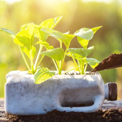 hand filling milk jug planter with soil