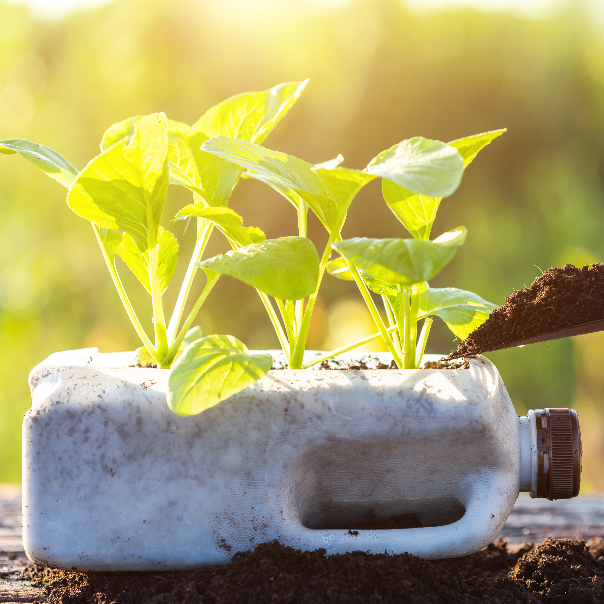 hand filling milk jug planter with soil