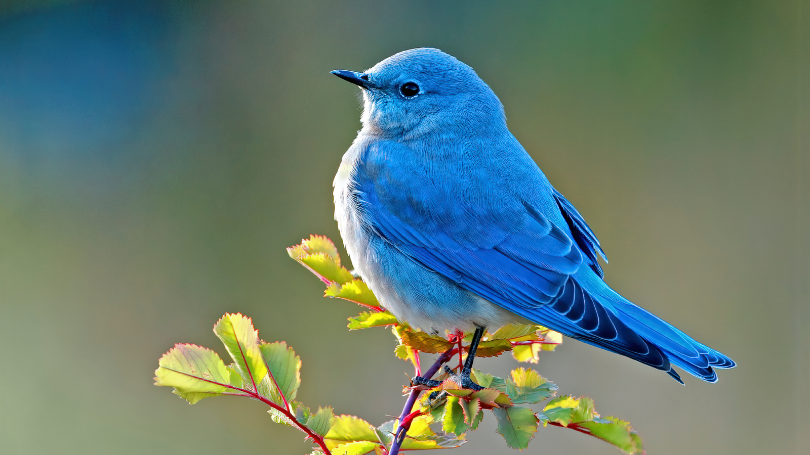 Mountain blue bird sits on a branch