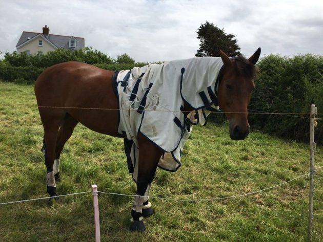 “This is Loughnatousa Pete (Pete) a nine-year-old Irish sports horse gelding. We live in Guernsey, Channel Islands and Pete loves to adjust his rugs especially in the summer when he thinks he should be basking in the sun!” — Sarah Jackson