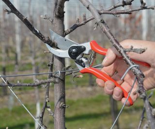 Felco F2 pruners pruning a tree