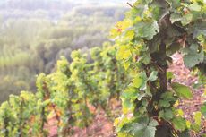 Domaine Georges Vernay