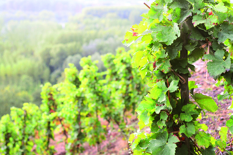 Domaine Georges Vernay