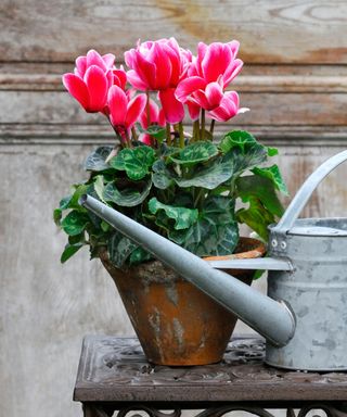 pink cyclamen in a terracotta pot next to a metal watering can
