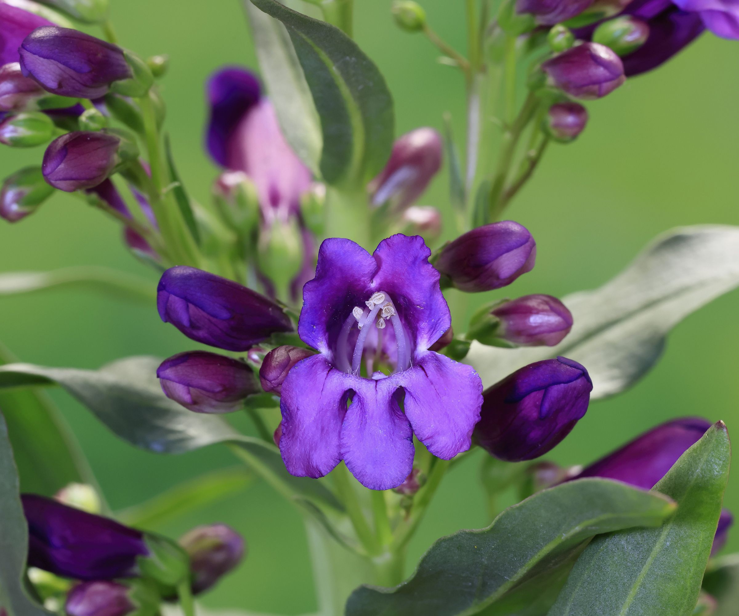 Upright bearded thread (Penstemon strictus), flower, flowering, Germany, Europe - stock photo