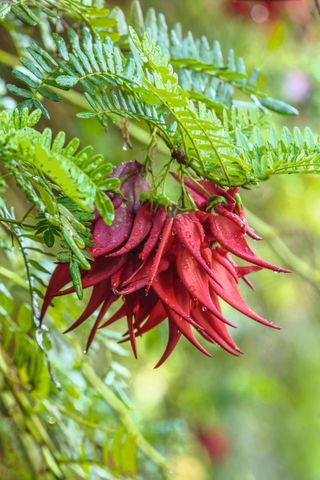 This Clianthus puniceus flowers on New Year’s Day. ©Clive Nichols Garden Pictures