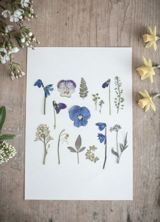 how to press flowers with ways to display in books and artworks
