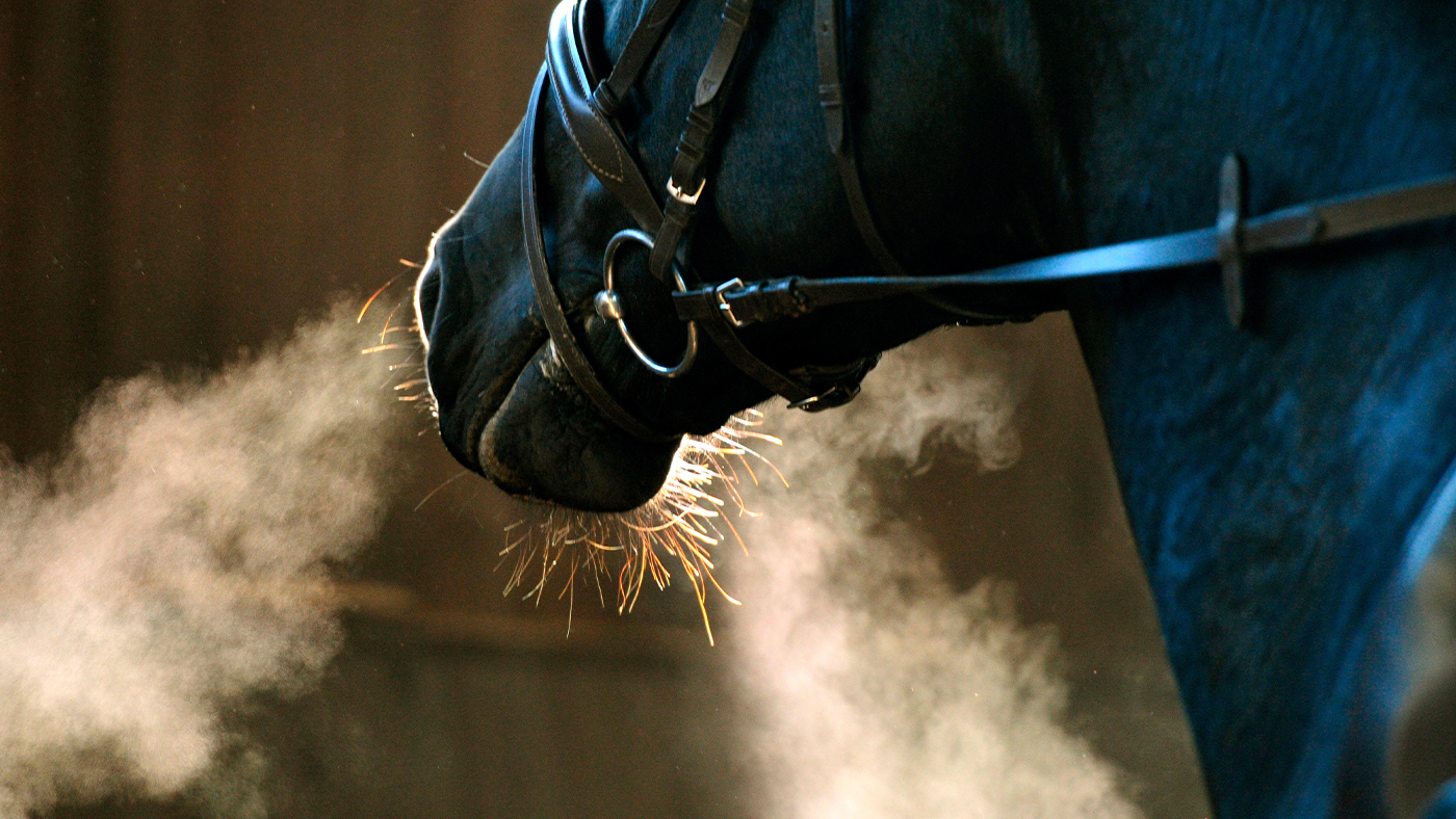Steaming breath from a horse&amp;rsquo;s nostrils