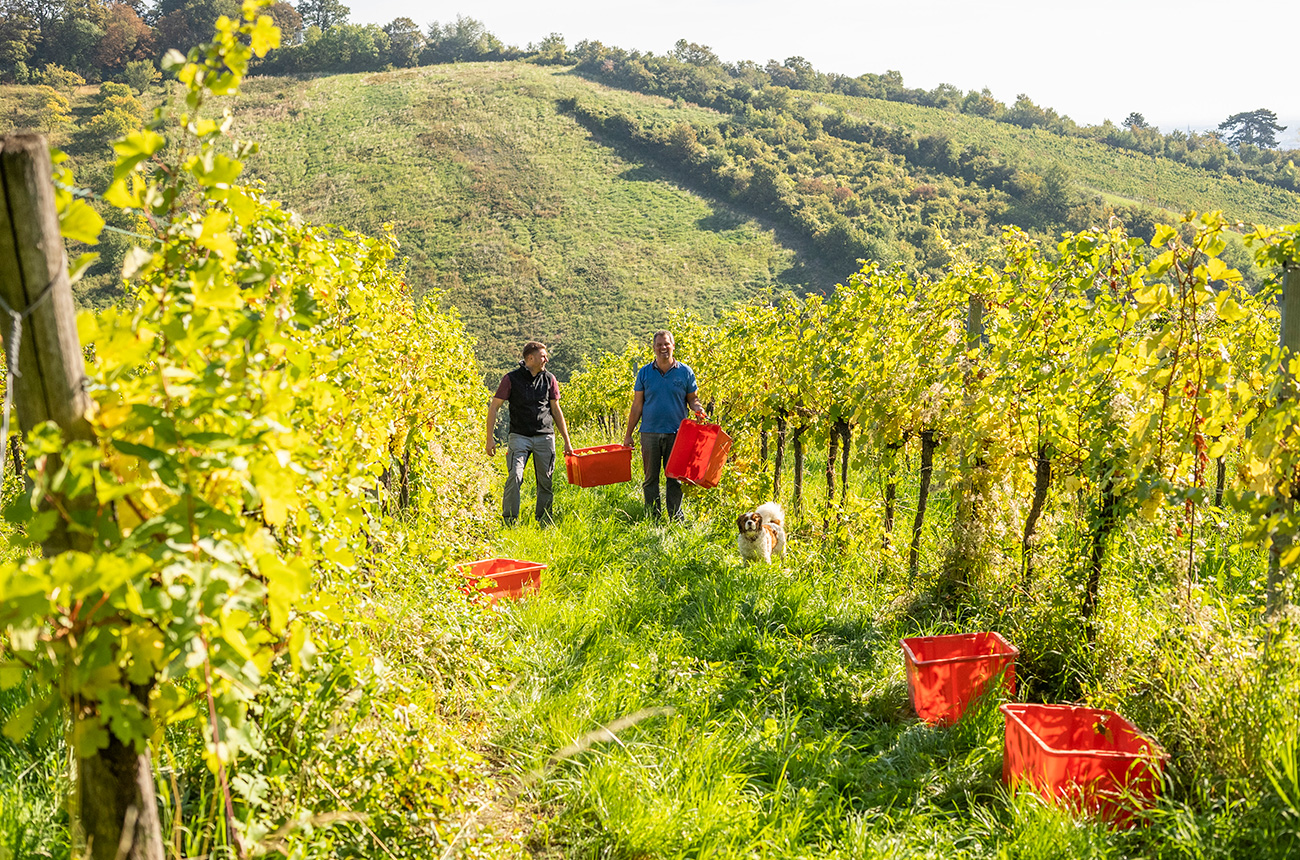 Austria_harvest_Robert-Herbst_winzerjahr_2021.jpg