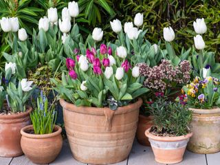 A terracotta pot planted with an early spring mix of white Tulipa 'Diana' with pink parrot tulips.