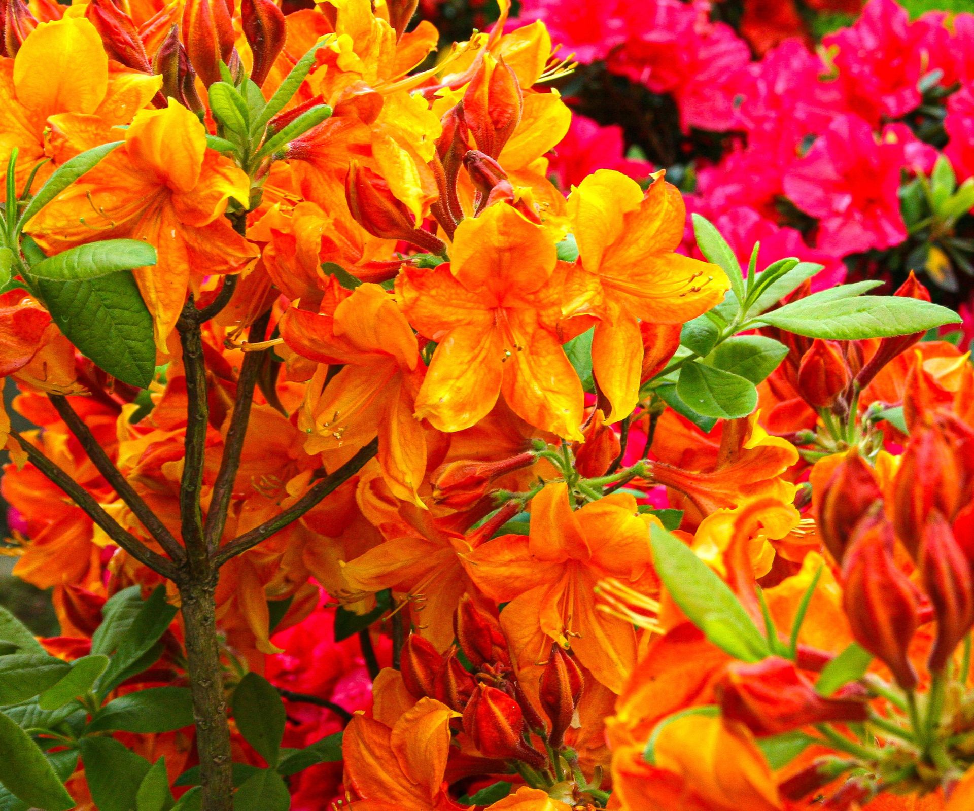 azalea shrub with bright orange flowers next to red flowering plants