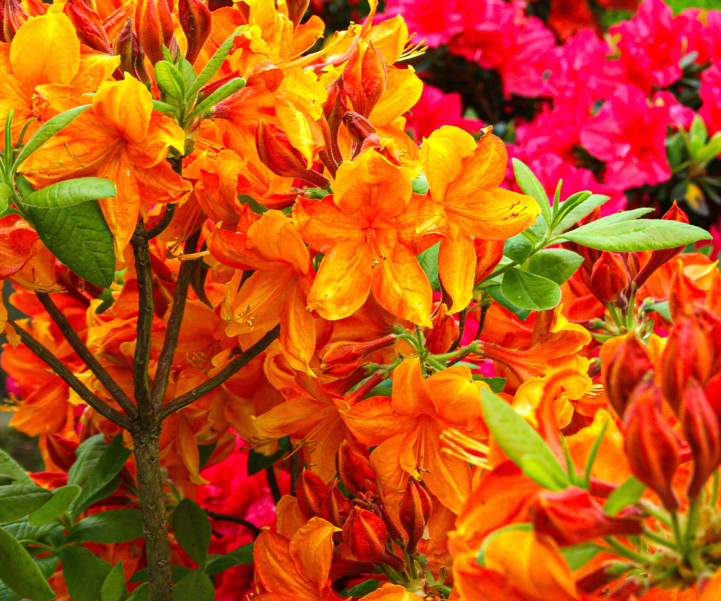 azalea shrub with bright orange flowers next to red flowering plants