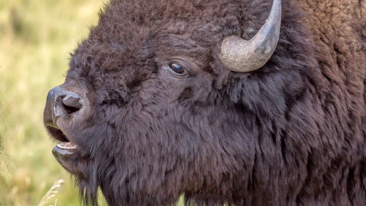 Have you ever heard a bison bellow? Plug in your headphones