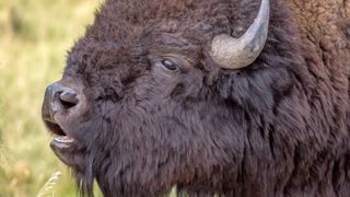 Close-up of bison bellowing during the rut