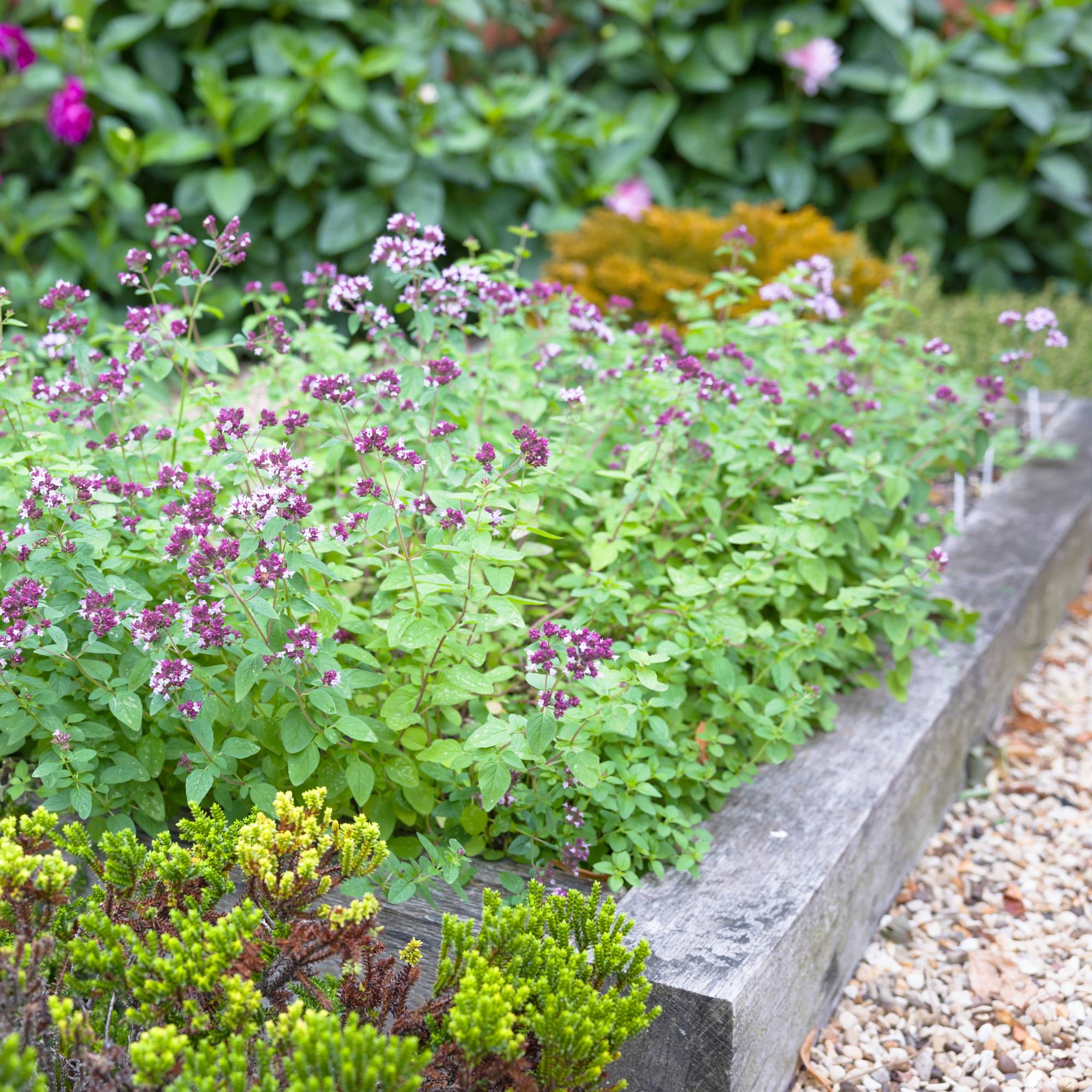 Invasive herbs example flowering oregano in bed