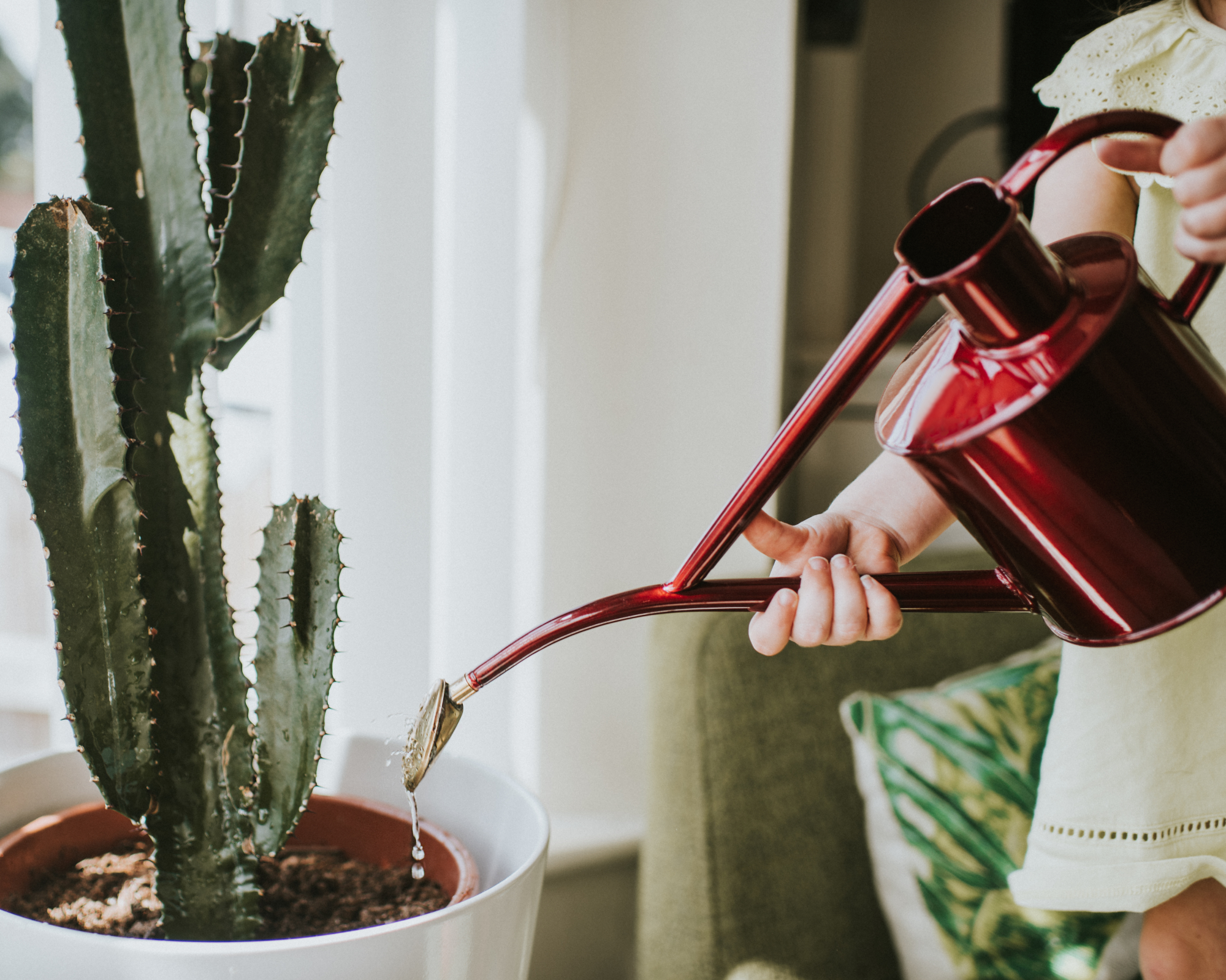 Haws watering can being used on a cactus indoors