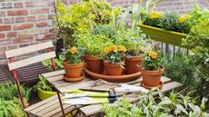 Marigolds growing in pots on a table in a herb garden