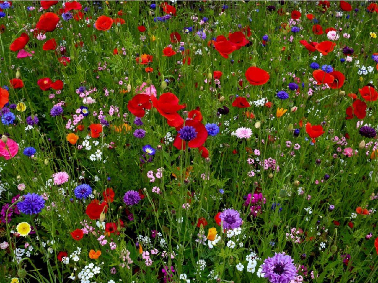 Colorful Wildflowers