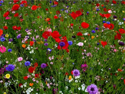 Colorful Wildflowers