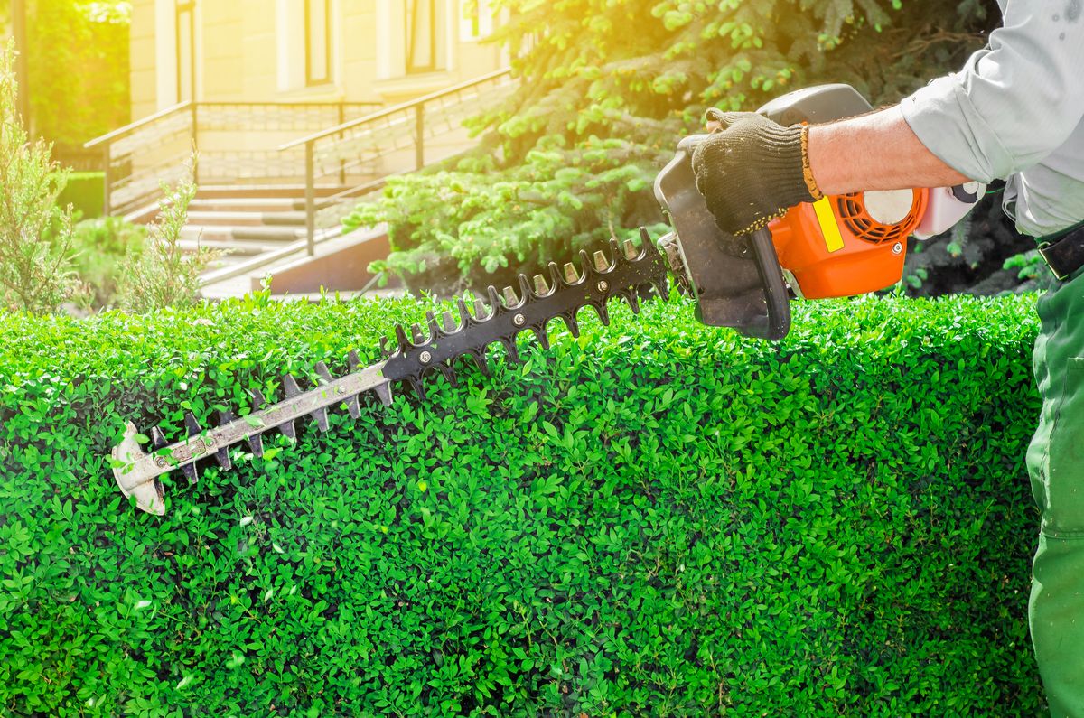 hedge trimmer