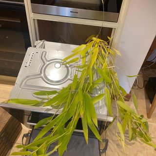 bamboo growing behind a microwave inside a house