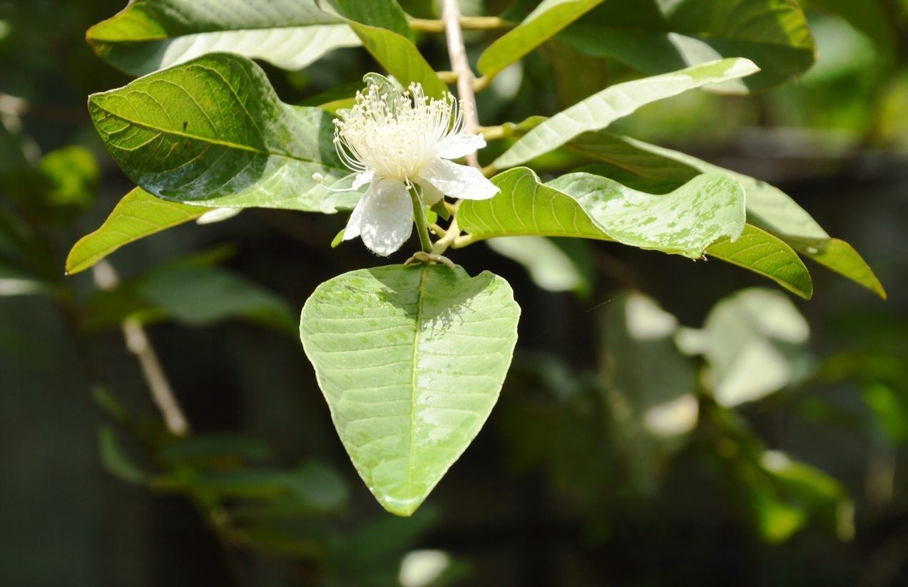 Guava Plant