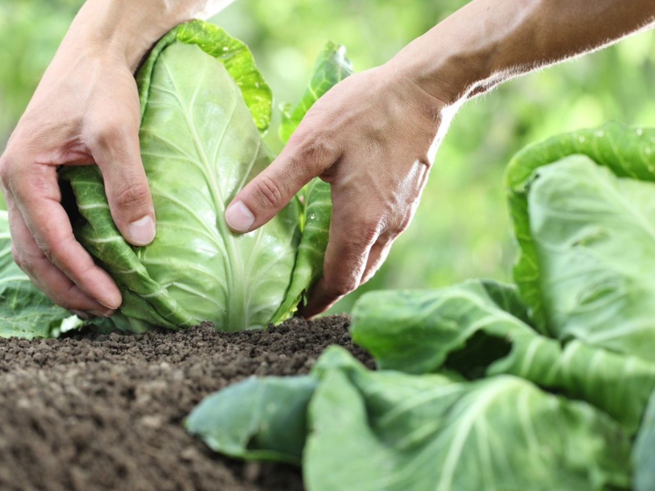 Harvesting Cabbage From The Garden