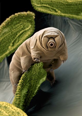 Tardigrades, also known as water bears or moss piglets, can survive being boiled, frozen and sent into space. Studying extreme examples of life on Earth can help scientists looking for life beyond our planet. 