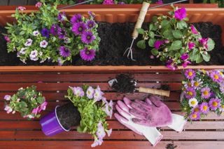 best plants for window boxes: planting a window box