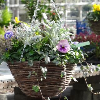 Hanging basket with ivy and pansies