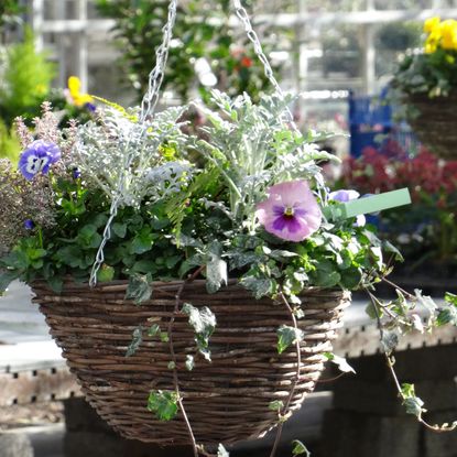 How to care for pansies to ensure a blooming garden | Ideal Home